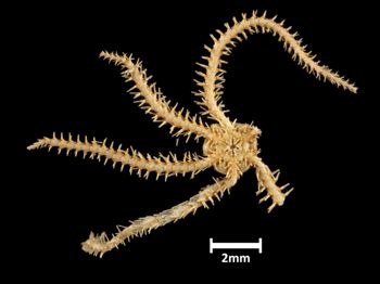 Media type: image;   Invertebrate Zoology OPH-4214 Description: Bottom up view of single ophiuroid specimen with a scale bar.;  Aspect: ventral